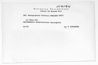 Image of Haplographium finitimum